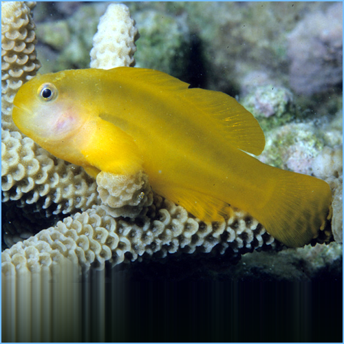 Yellow Clown Goby or Okinawa Goby