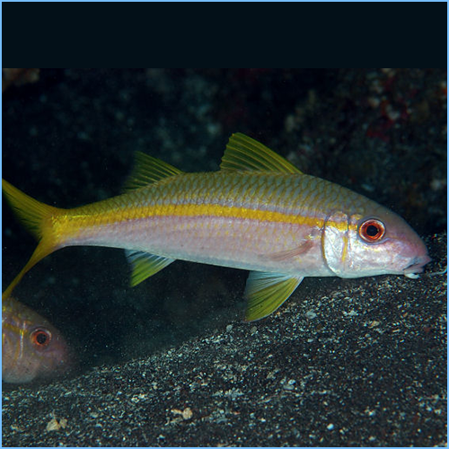 Yellow Goatfish or Yellowsaddle Goatfish