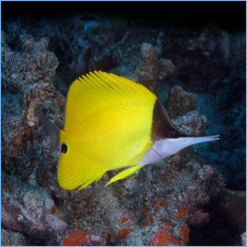 Yellow Longnose Butterflyfish or Forceps Butterflyfish