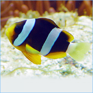 Clark's Anemonefish or Yellowtail Clownfish