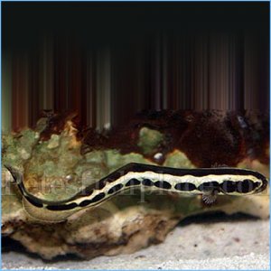 Engineer Goby