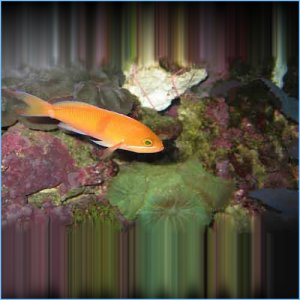 Red Fairy Anthia or Tricolor Anthias